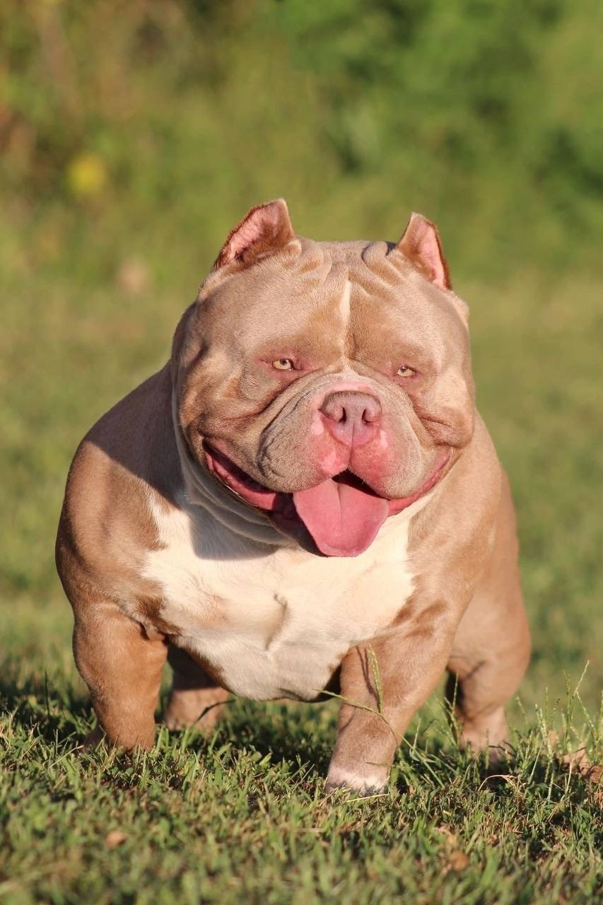 Родители NIRVANA KENNEL MESSI FOR FORTIS FORTUNA VALIDI. ПИТОМНИК СОБАК ПОРОДЫ АМЕРИКАНСКИЙ БУЛЛИ