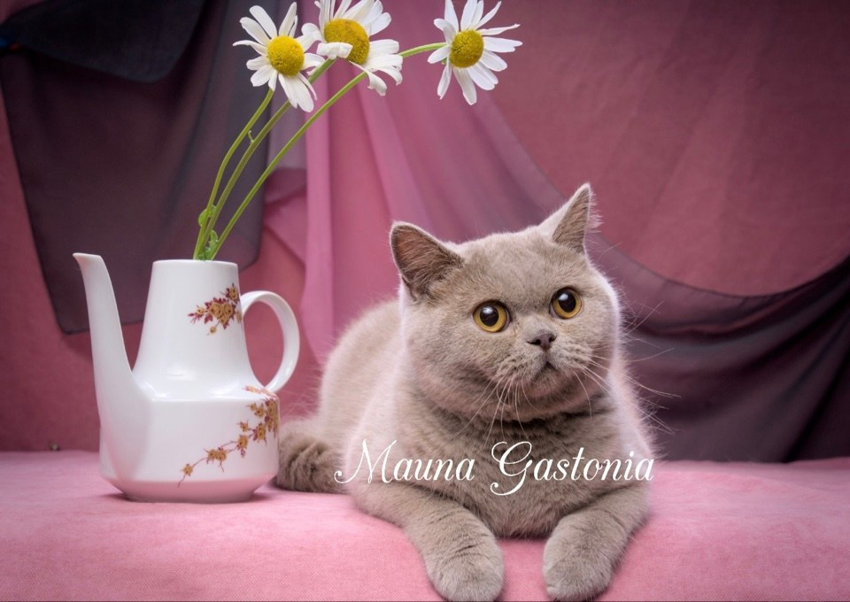 Peppi. Mauna Gastonia