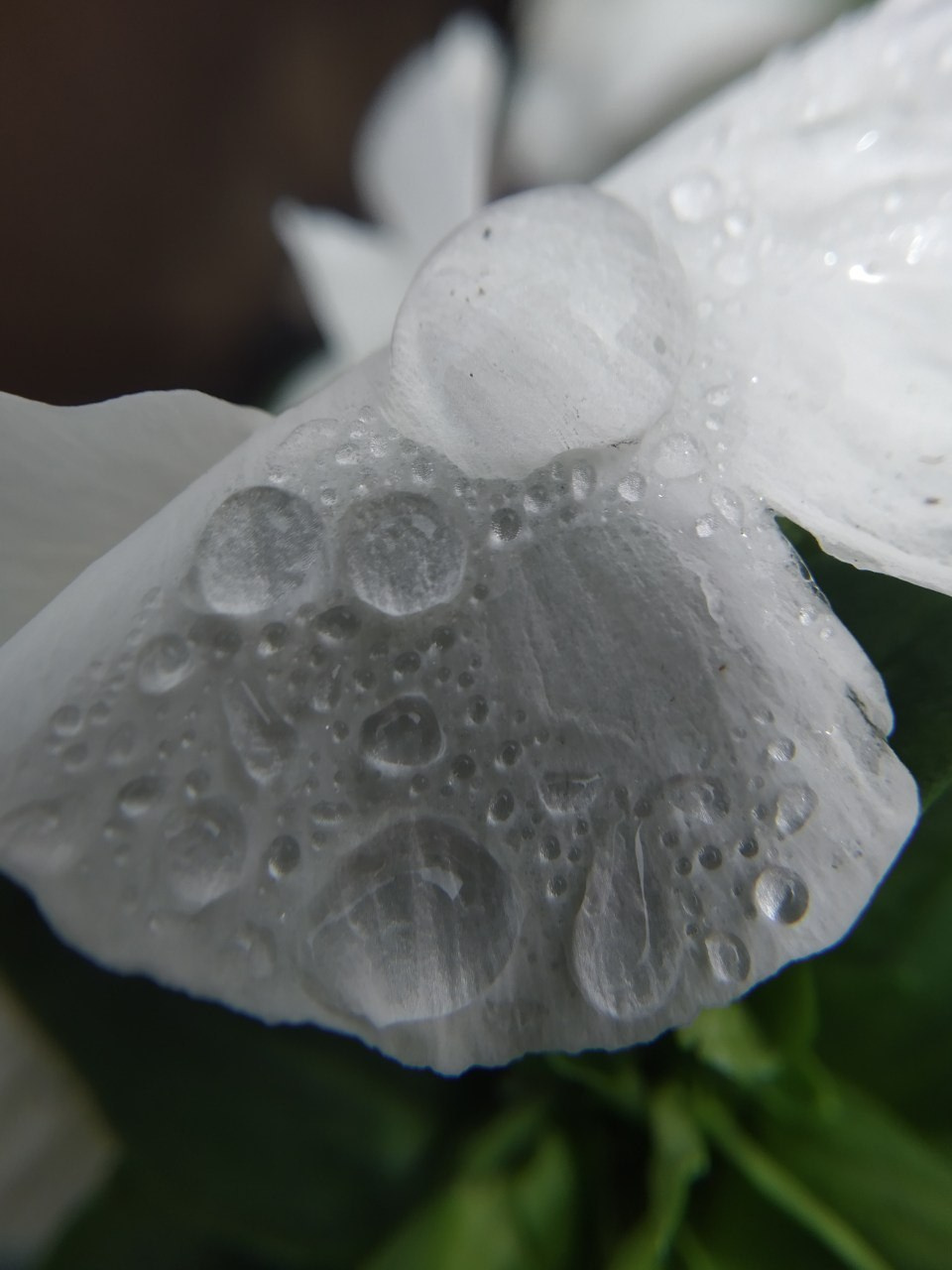 капли дождя на цветах