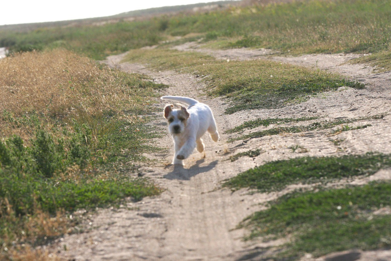 Жизнь питомника. Lovely-Orange питомник джек рассел терьеров