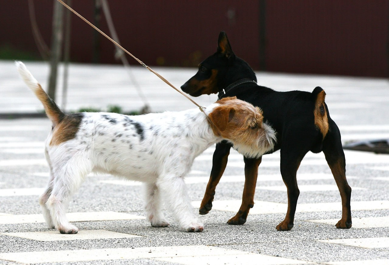Lovely Orange Finka Del Mare Merlot. Lovely-Orange питомник джек рассел терьеров