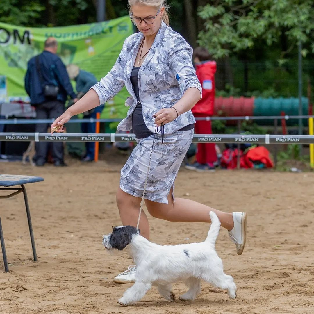 Lovely-Orange Black Mamba. Lovely-Orange питомник джек рассел терьеров