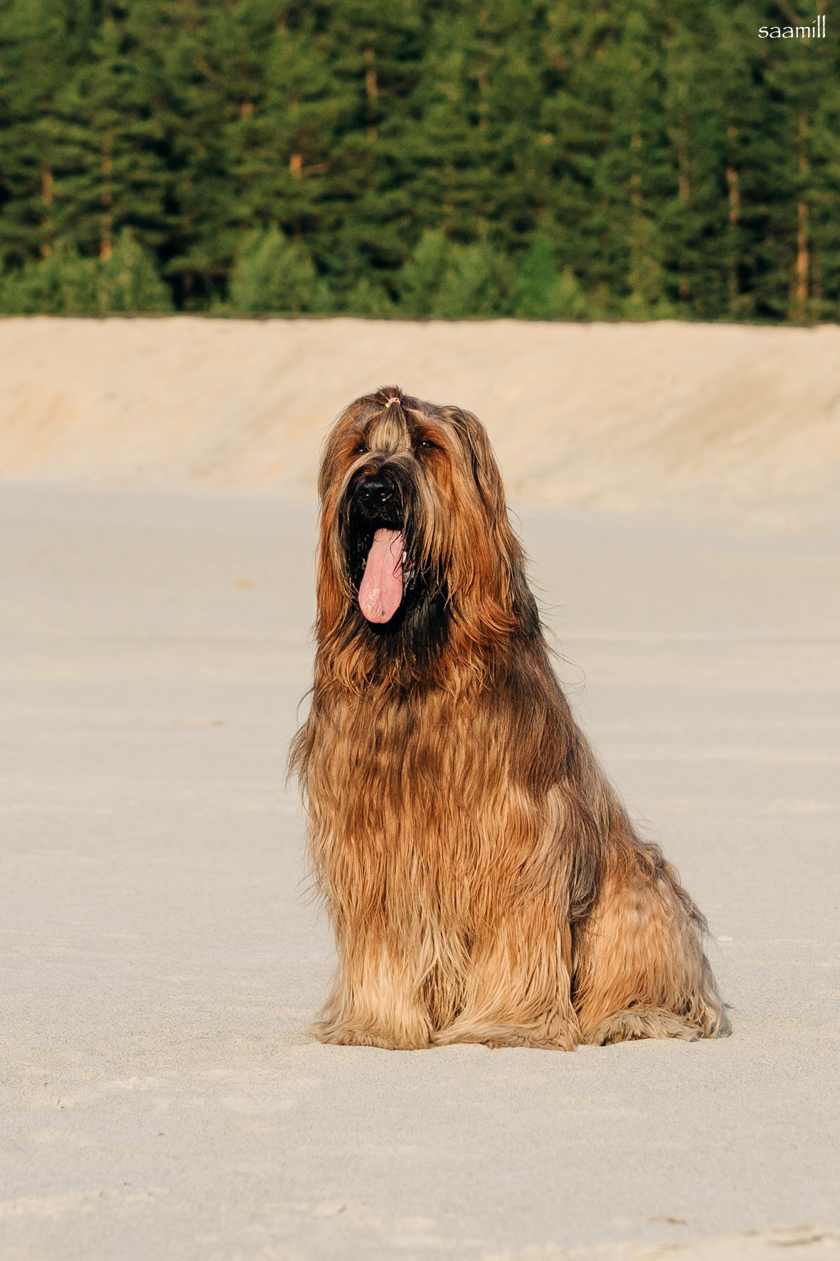 Life with dog. Saamill