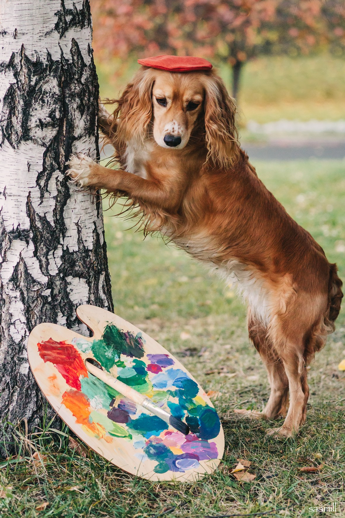 Life with dog. Saamill