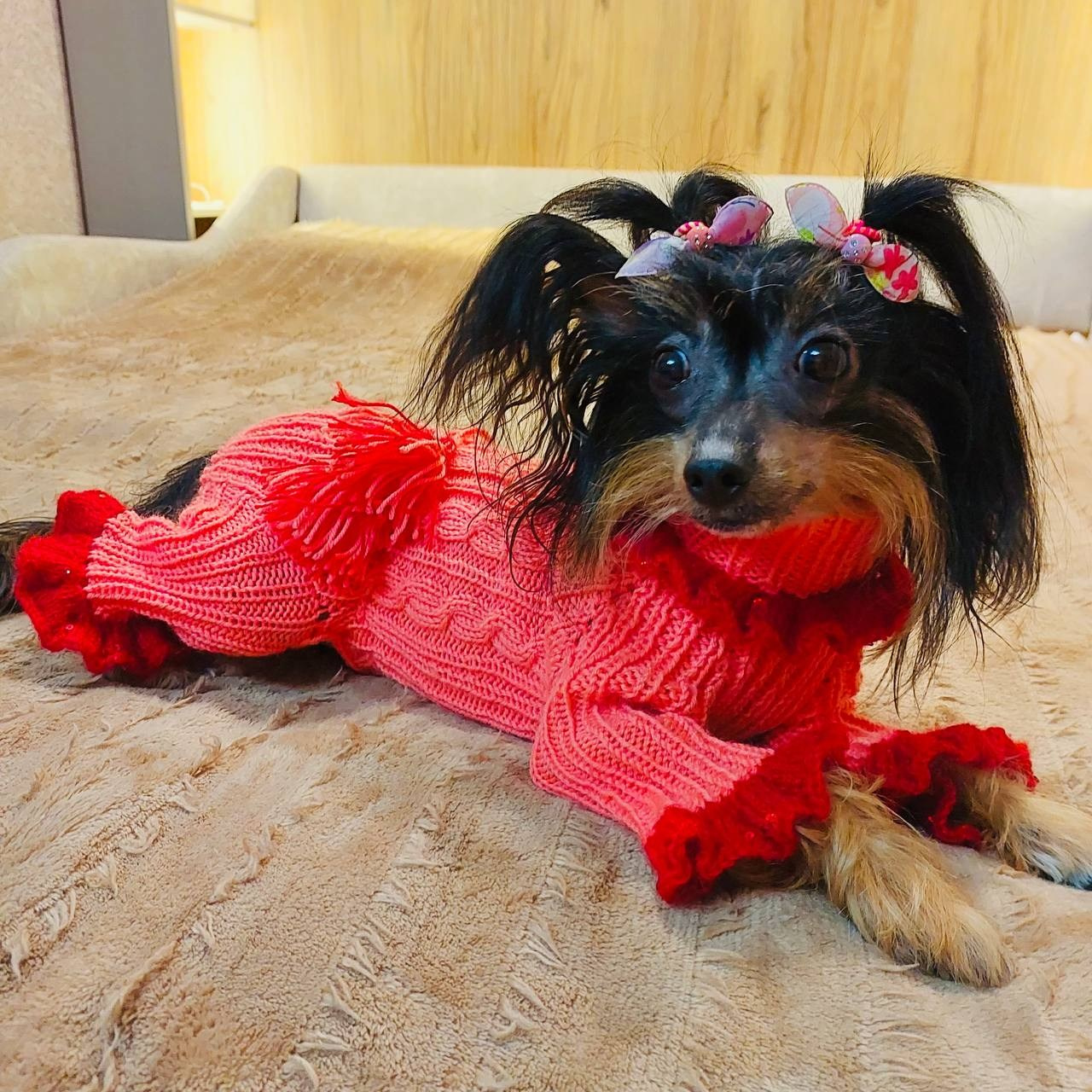 Our fashionista Vikusya. Chinese Crested Dog Kennel Poale Ell