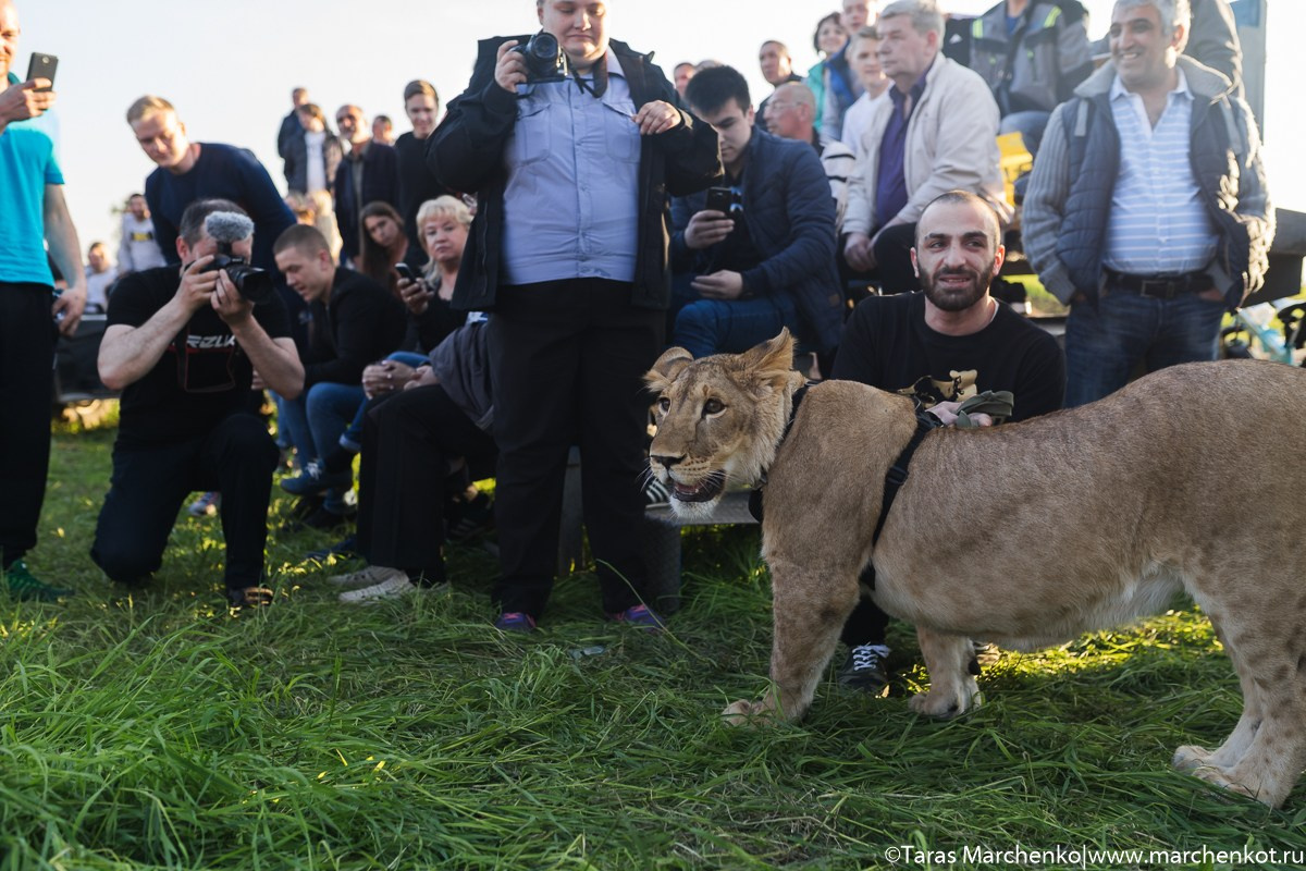 STRELKA. Репортажный и семейный фотограф в Санкт-Петербурге Тарас Марченко