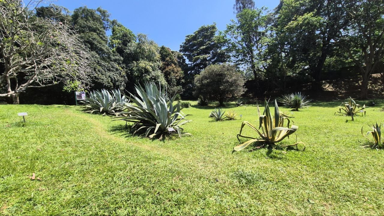 Шри-Ланка | 31.01 — 10.02.2025. Галерея Фантим