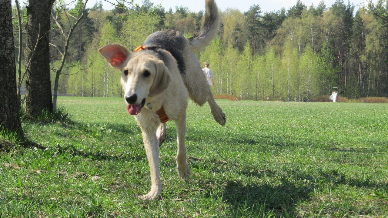 Уже дома. Забери домой друга