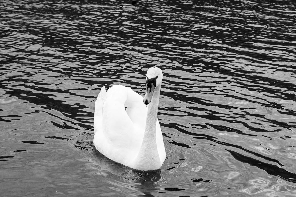 Жизнь деревенская. Фотограф Антон Швец — Монохромная реальность