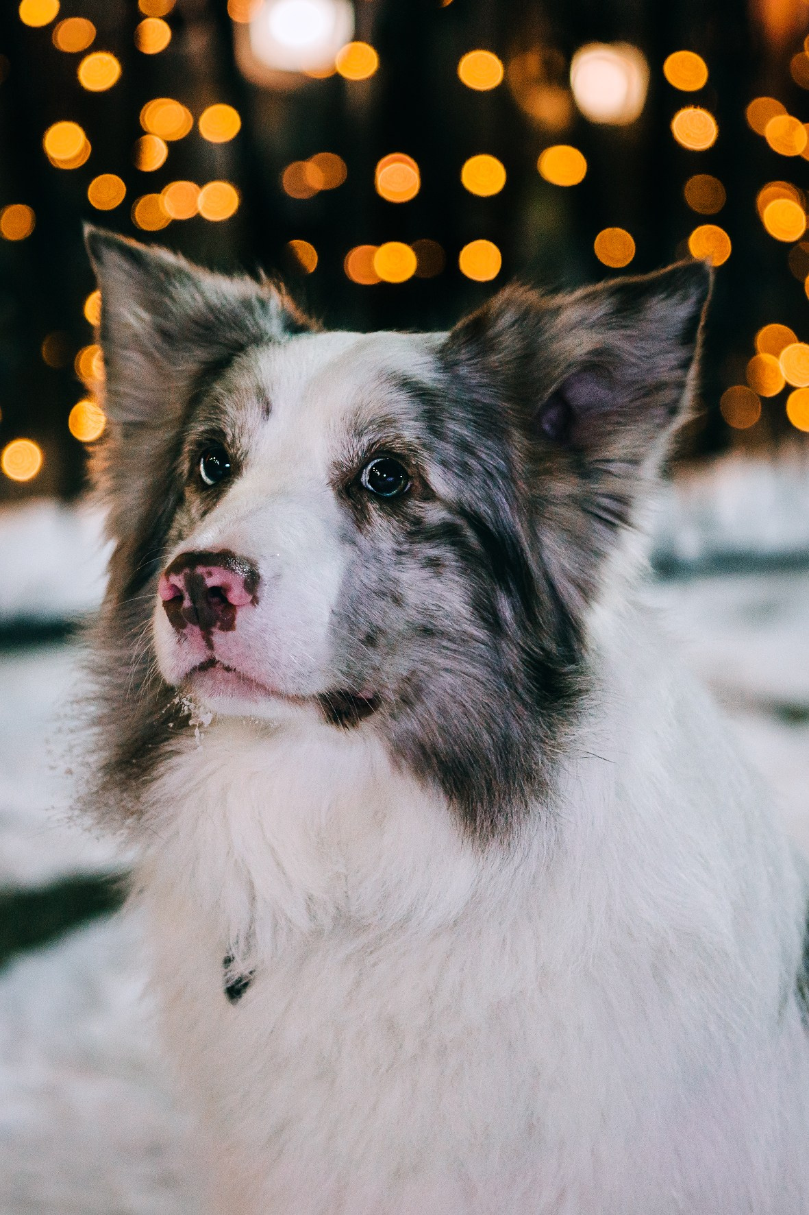 Life with dog. Saamill