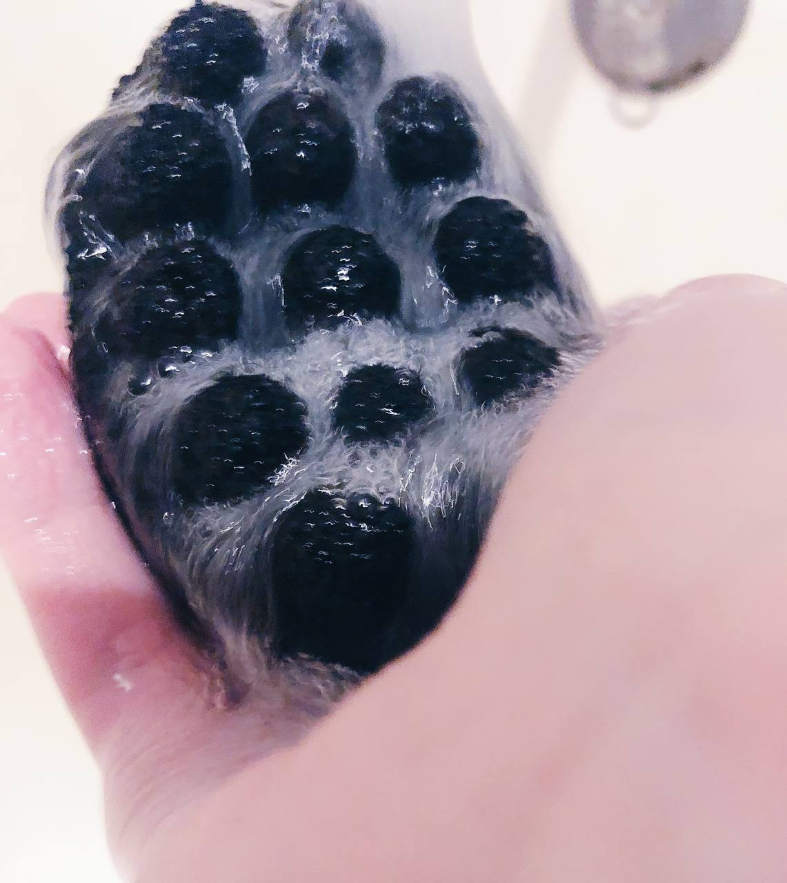 Интенсив. Frantova