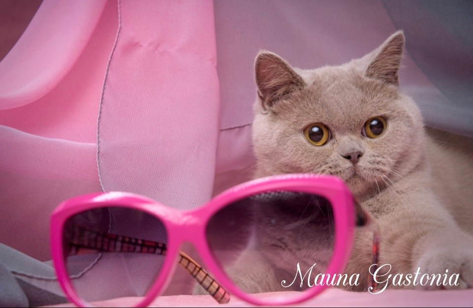 Peppi. Mauna Gastonia