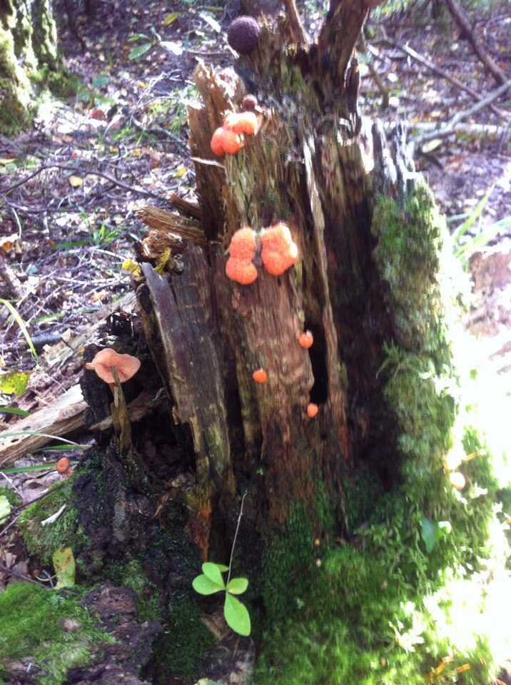 Деревенский выезд 2 | 26-28.08.2016. Галерея Фантим