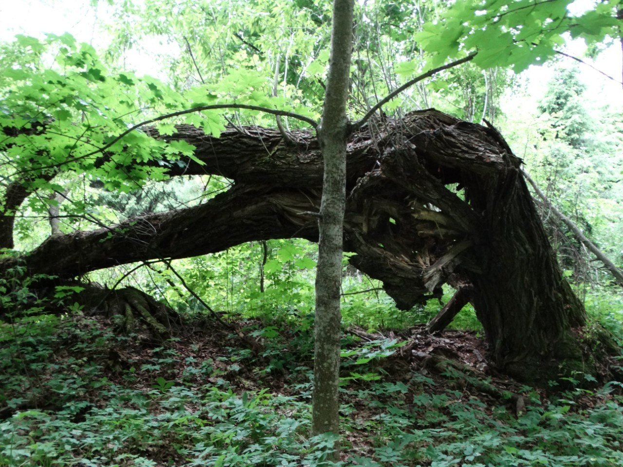 Волоколамск | 04.06.2016 г. Галерея Фантим