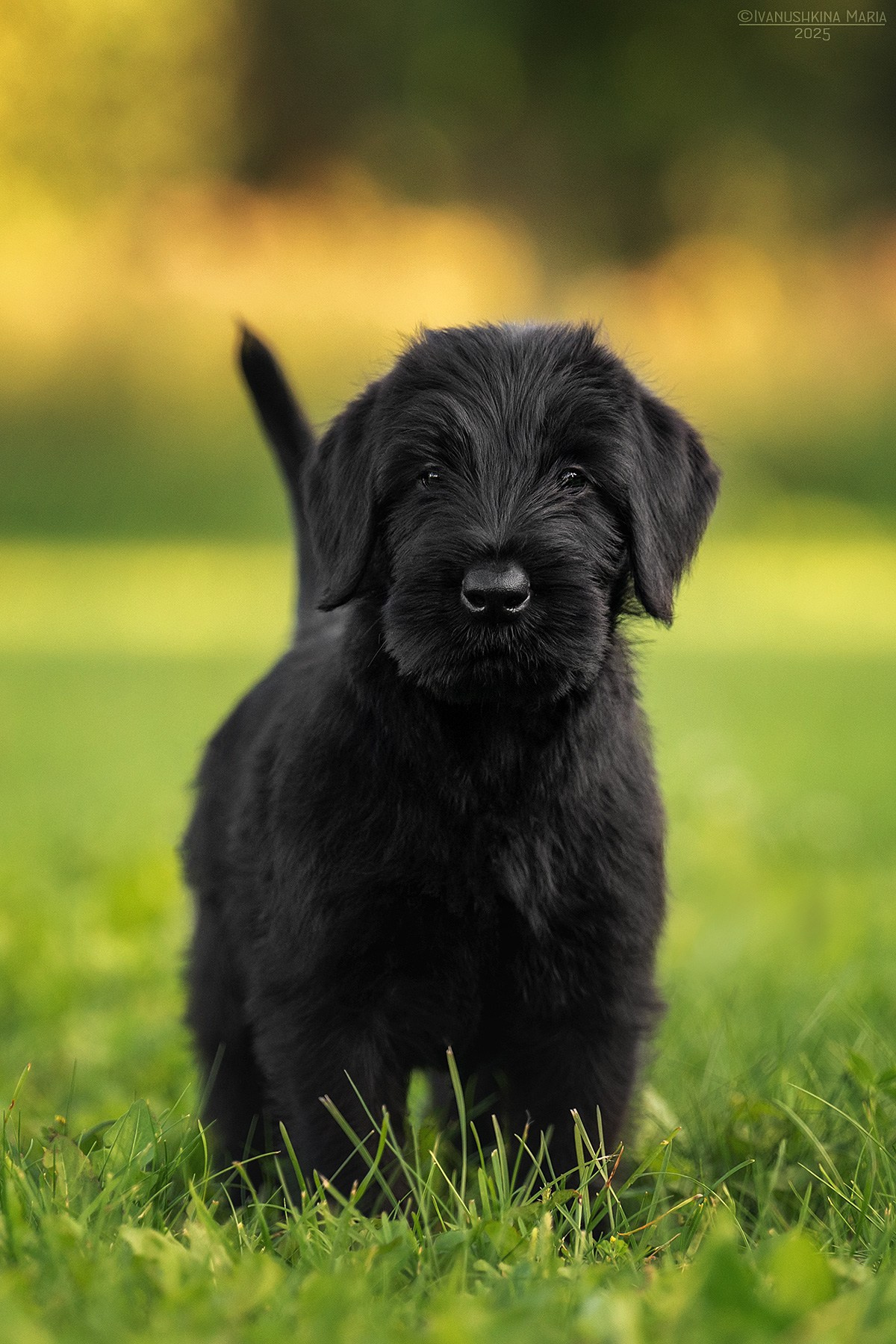 Фотосессия щенков на продажу. Фотограф собак в Москве и Московской области Иванушкина Мария