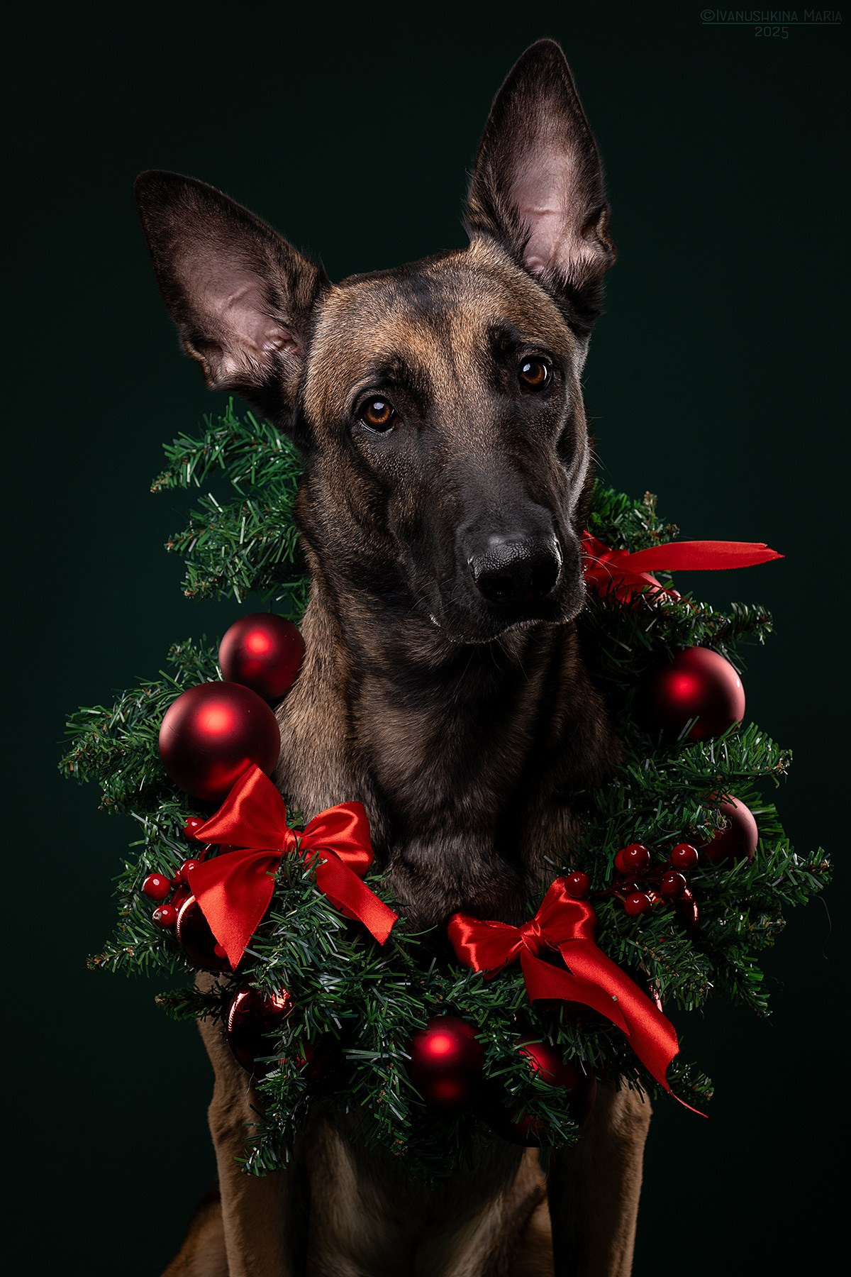 Фотосессия собаки в студии. Фотограф собак в Москве и Московской области Иванушкина Мария