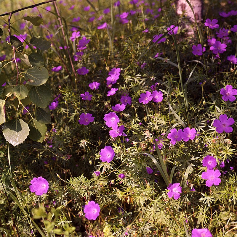 Лето. ВАДИМ ГИППЕНРЕЙТЕР — ВЕЛИКИЙ ФОТОГРАФ ЗЕМЛИ РУССКОЙ