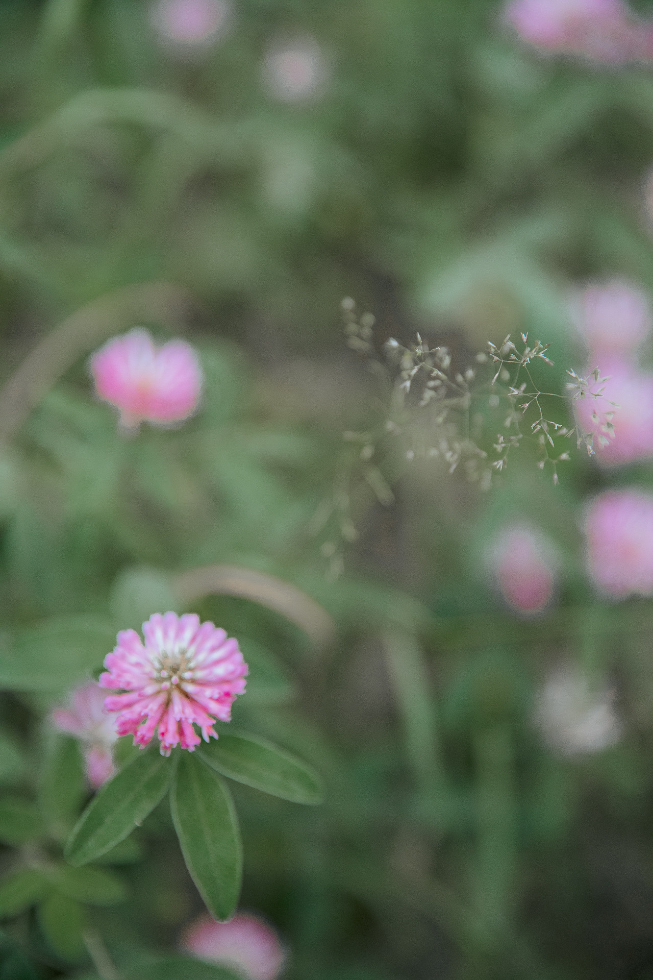 Василий. Фотограф в Санкт-Петербурге Алена Сертакова