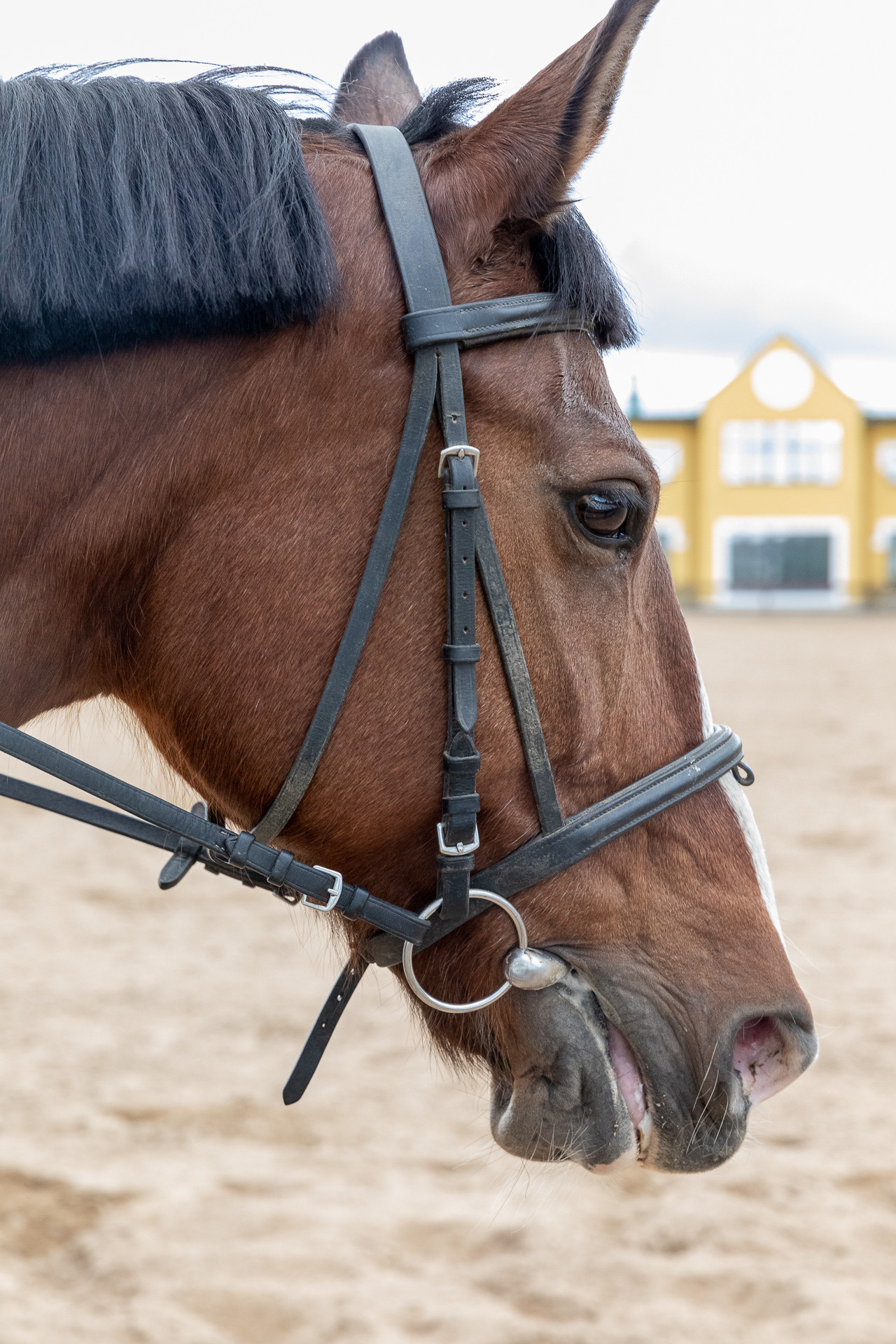 Фестиваль «Культурные связи». Фотограф в Санкт-Петербурге Алена Сертакова