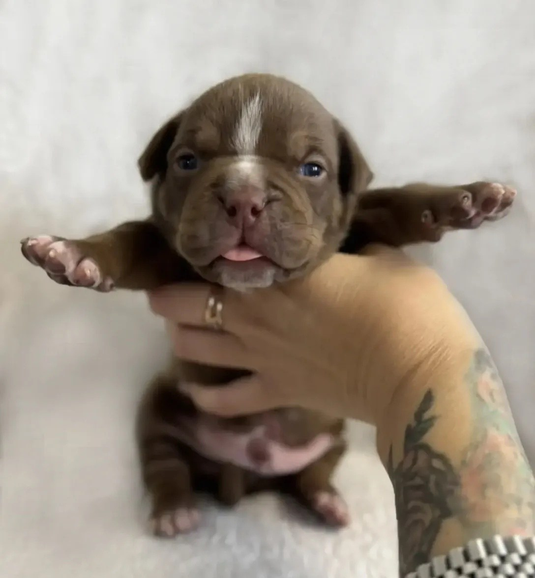 Щенки Американский булли. ПИТОМНИК СОБАК ПОРОДЫ АМЕРИКАНСКИЙ БУЛЛИ