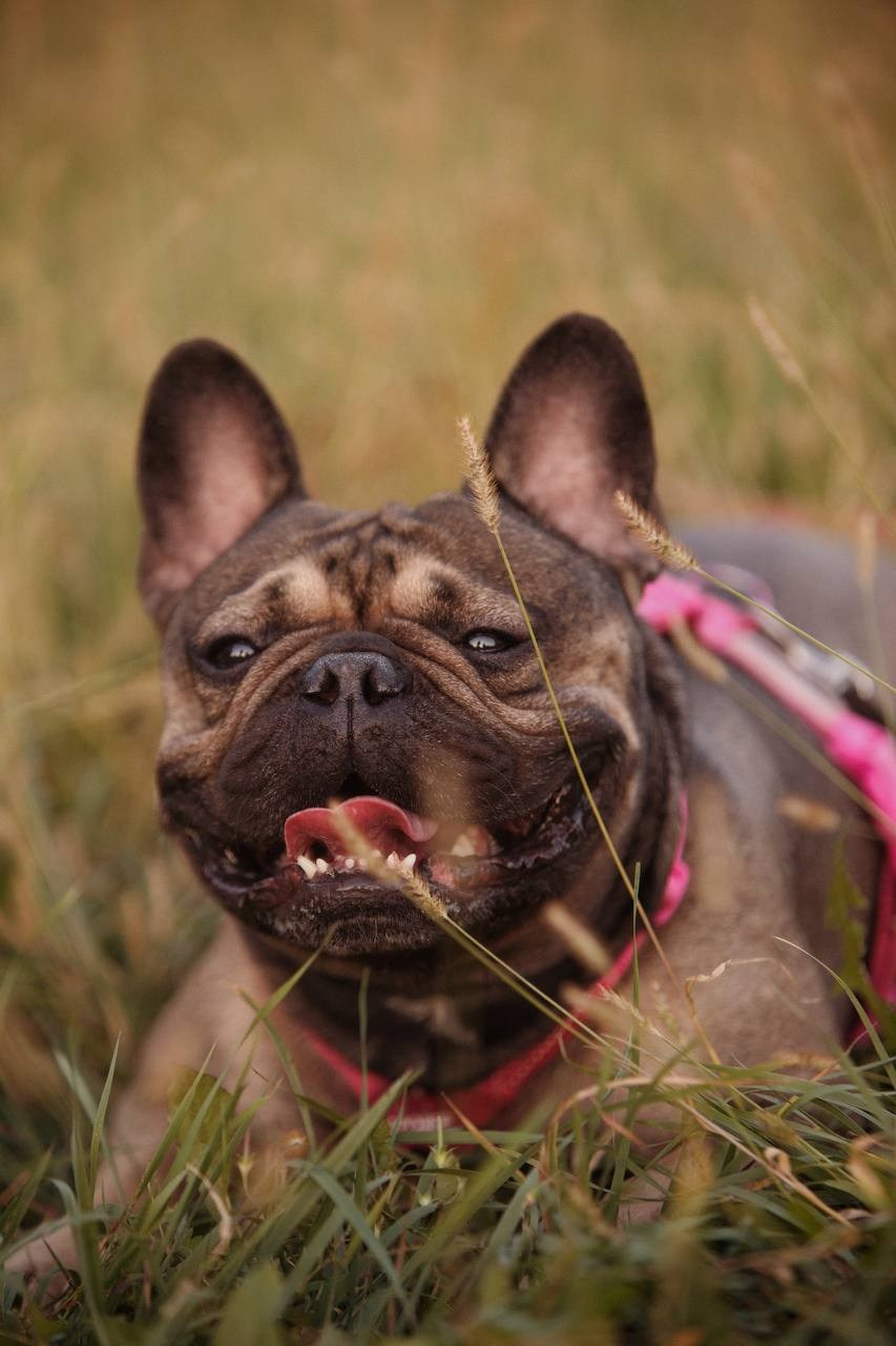 Фото Прогулки. Семейный фотограф анималист г. Находка