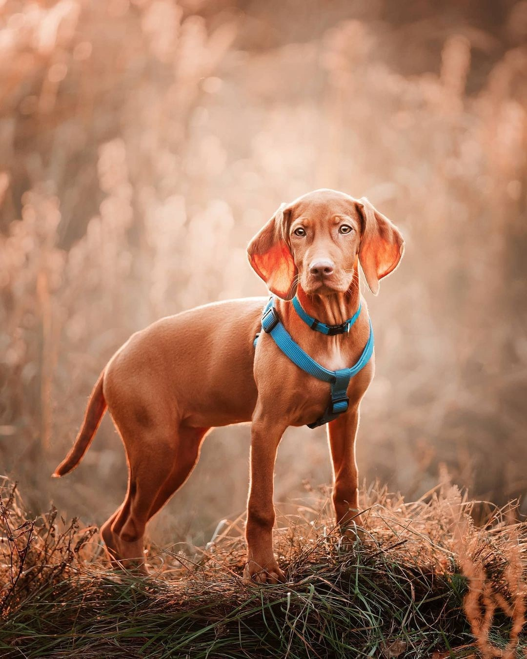Трисс. Фотограф анималист Осипчикова Мария