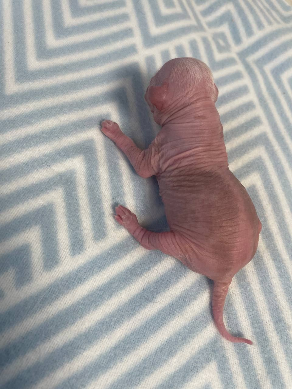 D1 День Рождения