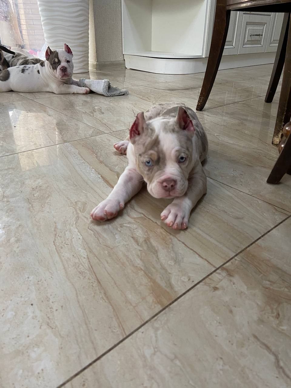 Свободные щенки Американский Булли, в типах покет, классик, стандарт. Американский Булли в г. Ростов-на-Дону. Питомник THE POWER OF SIBERIA