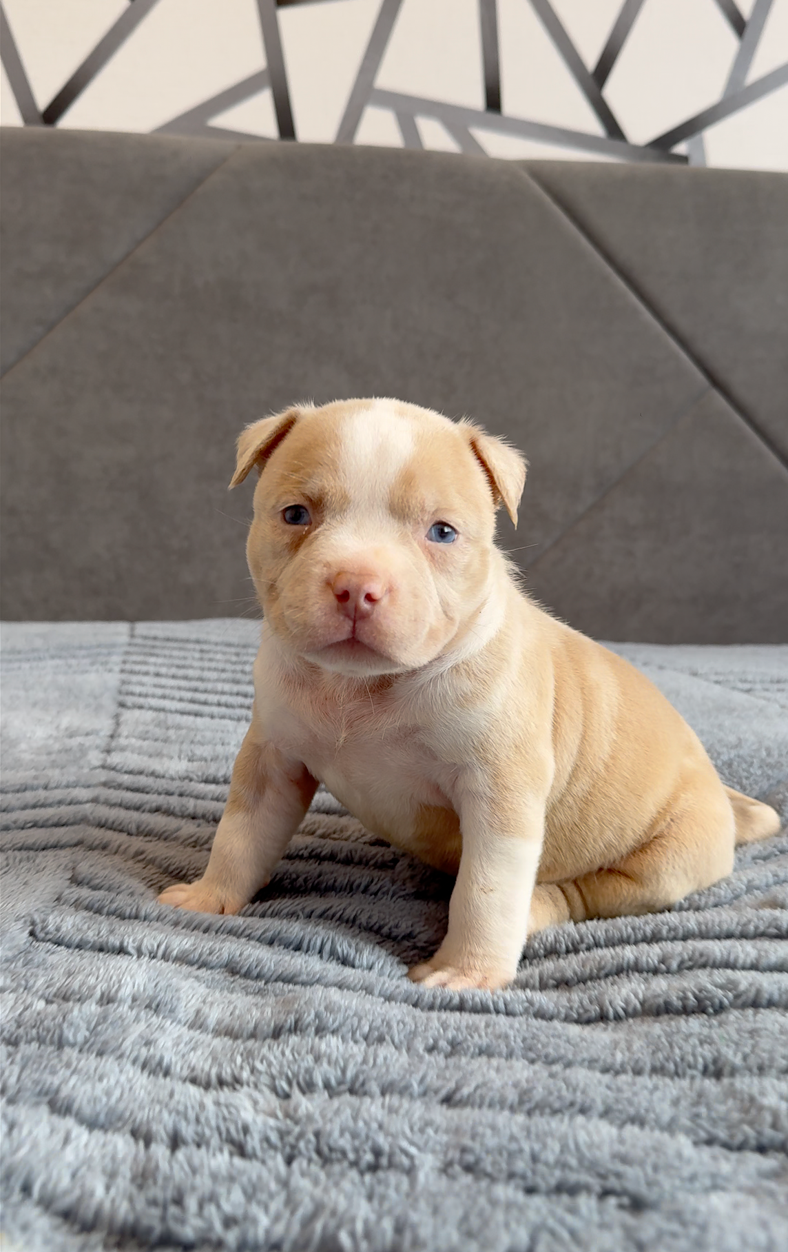 Свободные щенки Американский Булли стандарт и Свободные щенки Американский Булли классик. Американский Булли в г. Ростов-на-Дону. Питомник THE POWER OF SIBERIA