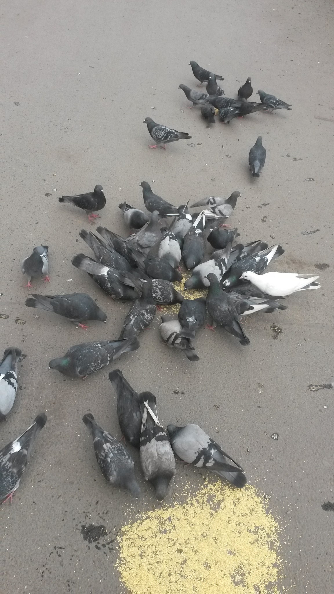 Июль. Семейный, Свадебный фотограф СПБ Питер— Романова Екатерина