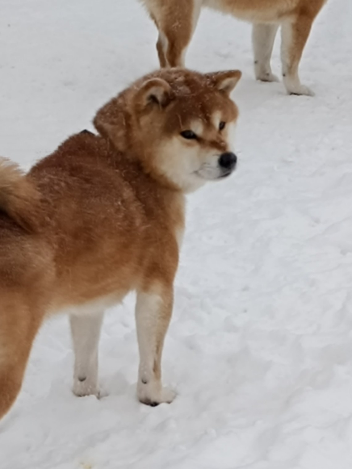 Локи * Shiomaru EVER DREAM * LOKI