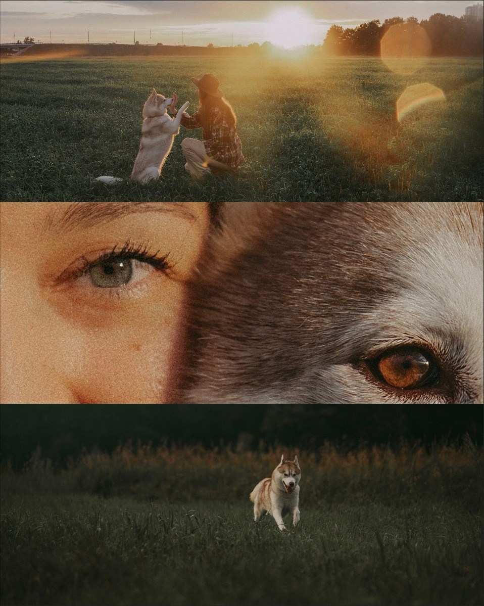 Мария и Джесси. Фотограф анималист в Москве и Санкт-Петербурге Свиридова Анна