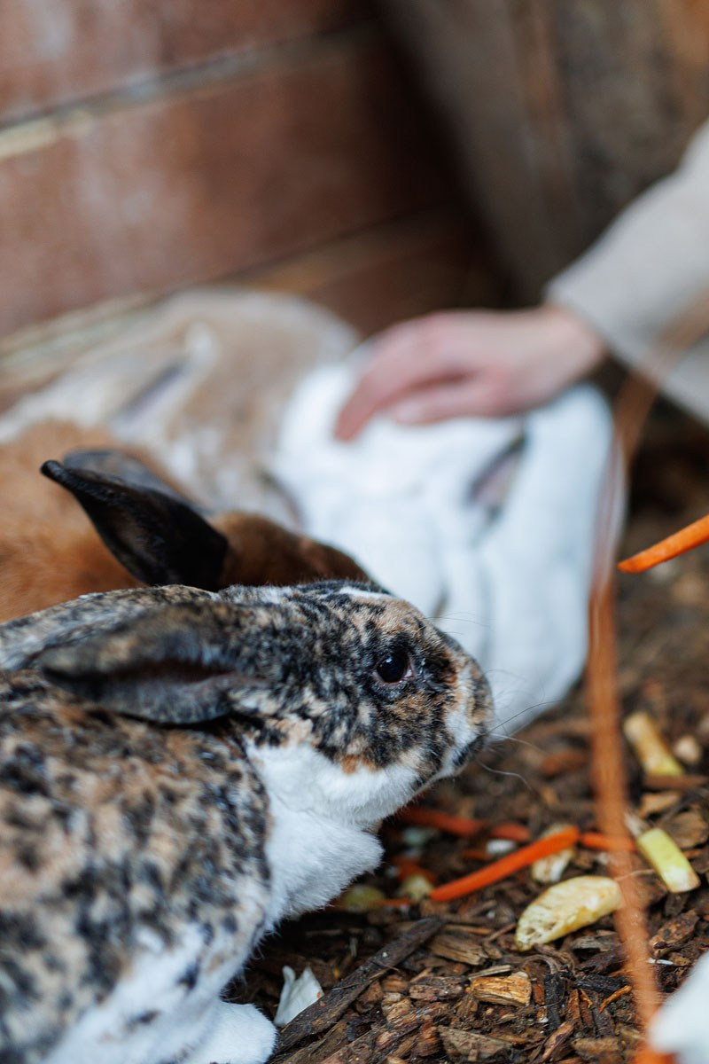 Прогулка в контактном зоопарке. Детский и семейный фотограф Домодедово