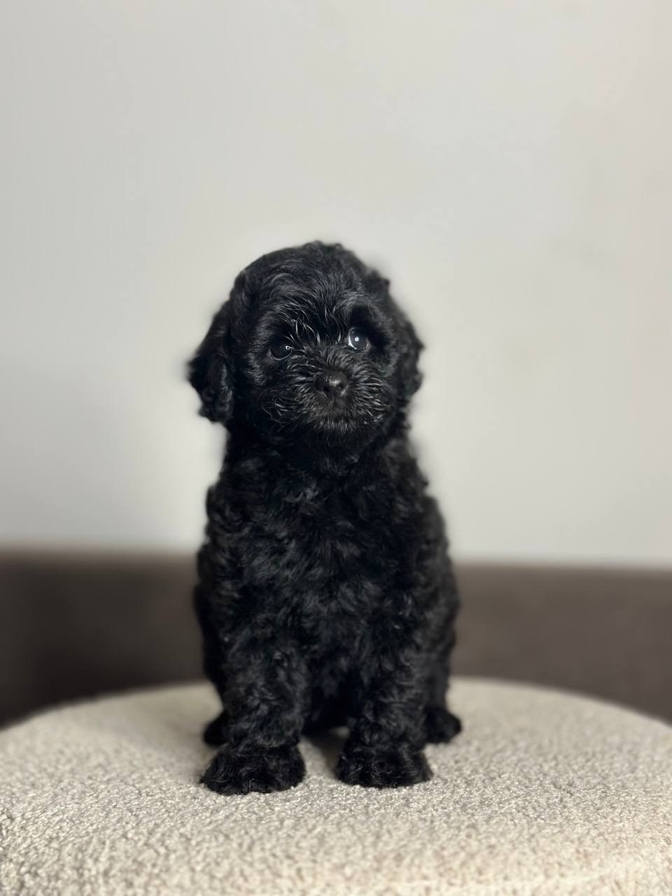 Щенки. Заводчик Labradoodle в Санкт-Петербурге — Костылева Ульяна