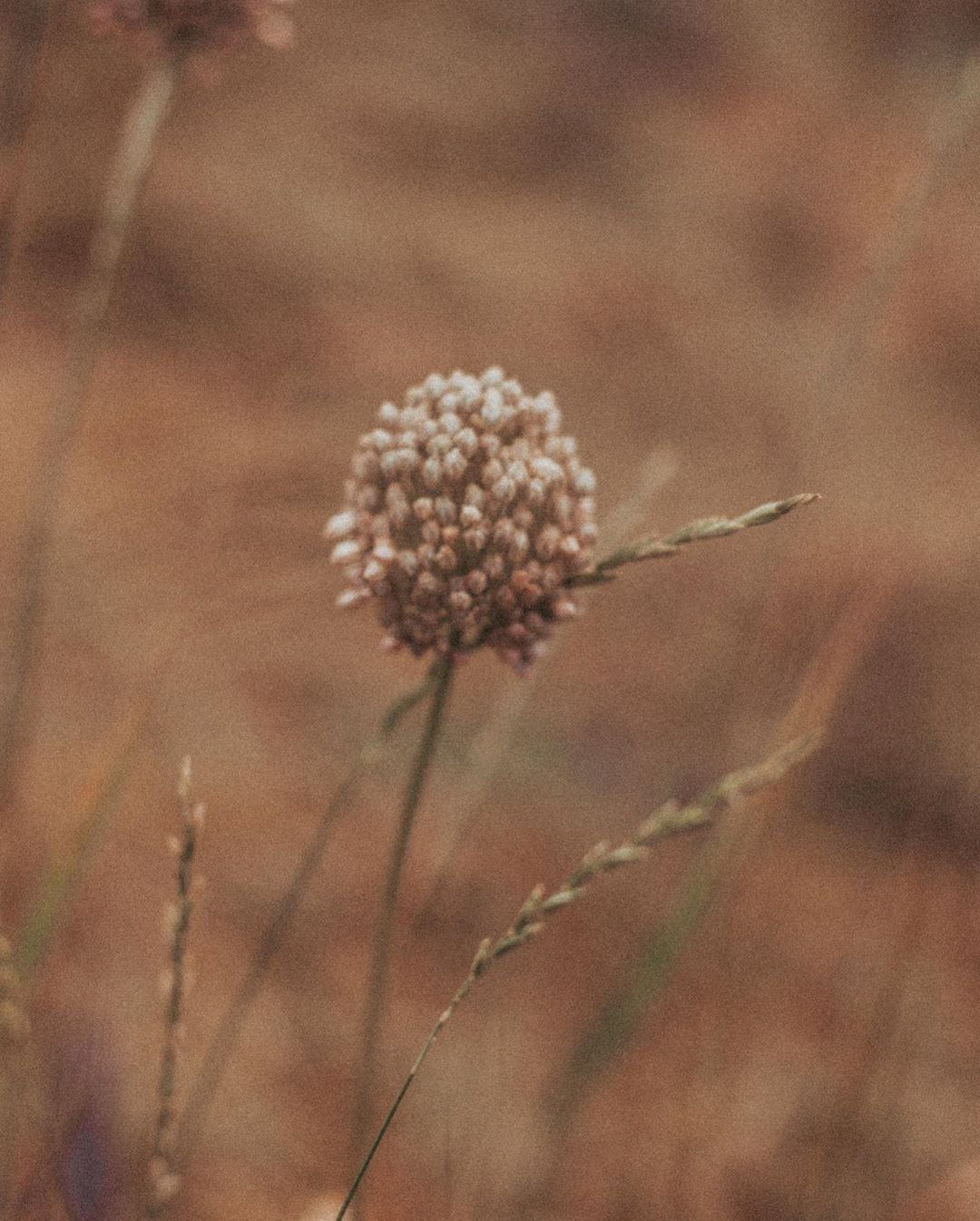 Надежда&Родион. Фотограф в Санкт Петербурге и Москве Анастасия Сиволод