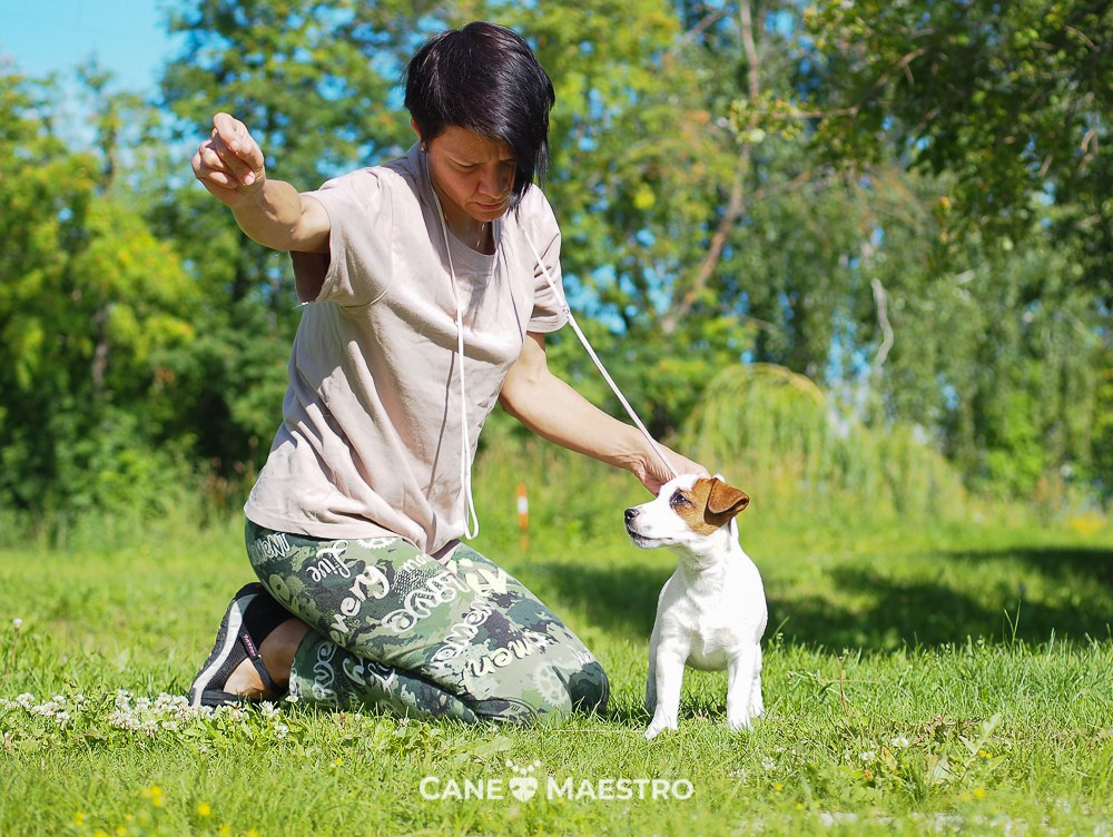Щенок Джек-рассел-терьер. КМ ФЕРИТЕЙЛ. Гладкий джек рассел. Девочка№1. КАНЕ МАЭСТРО — питомник Джек рассел терьеров