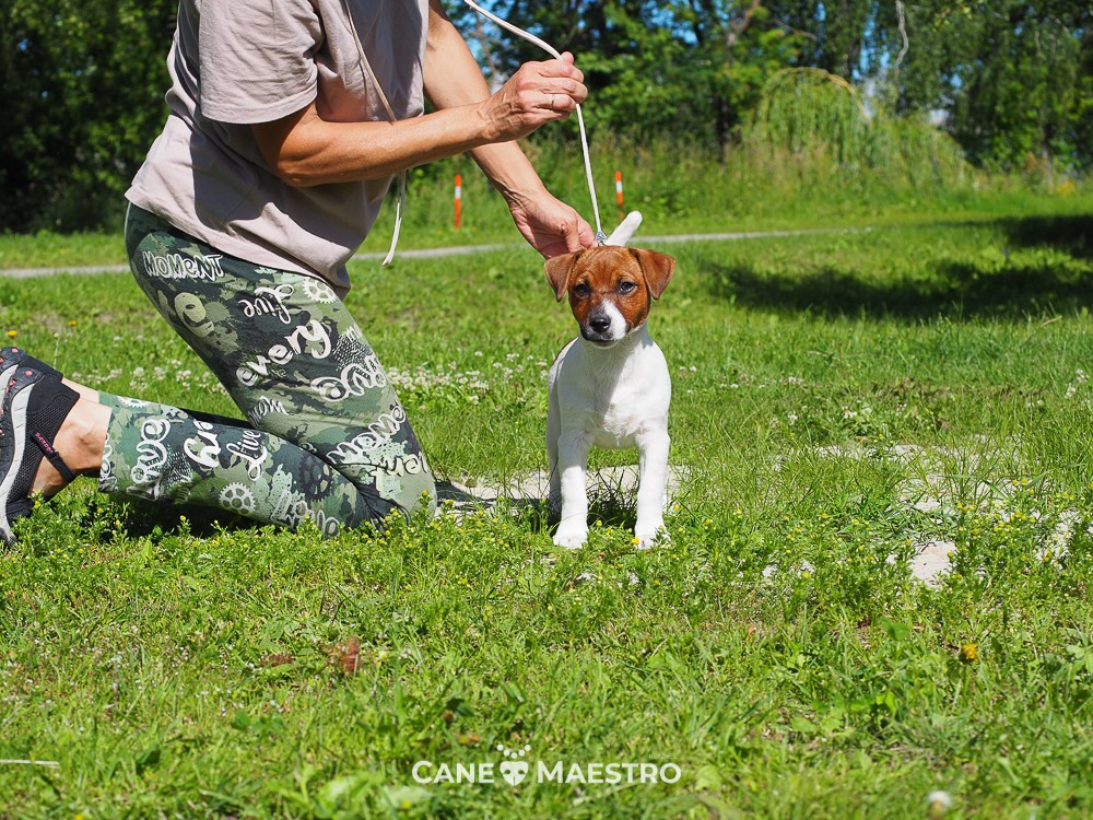 Мальчик 1 галерея. CANE MAESTRO — kennel Jack Russell Terrier
