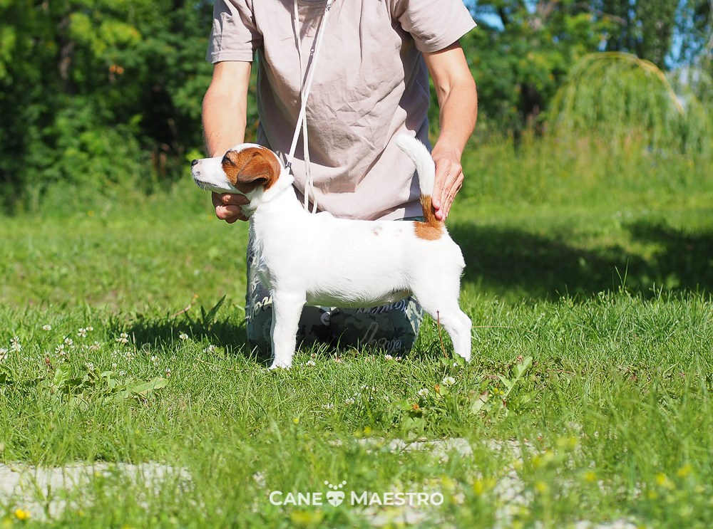 Щенок Джек-рассел-терьер. КМ ФЕРИТЕЙЛ. Гладкий джек рассел. Девочка№1. КАНЕ МАЭСТРО — питомник Джек рассел терьеров