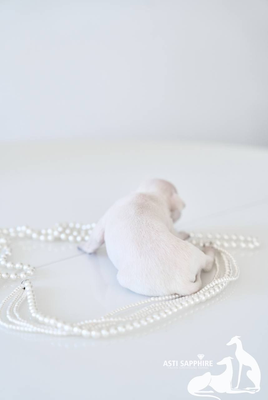 Крем. Профессиональный питомник левреток РКФ/FCI ASTI SAPPHIRE 💎 Сочи|Санкт-Петербург