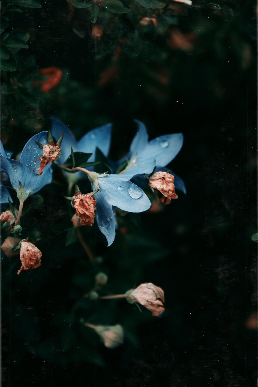 Красивые фотографии цветов фотограф