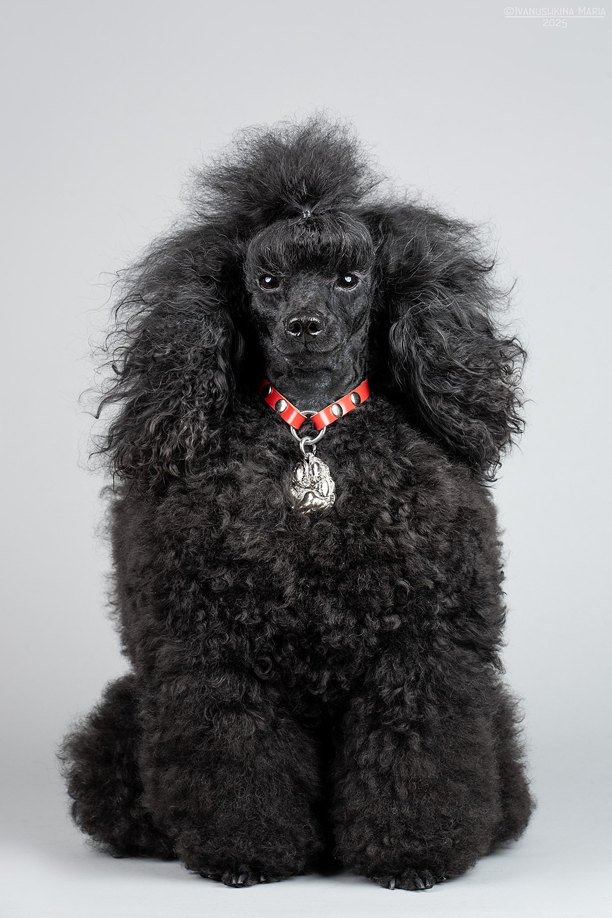 Фотосессия собаки в студии. Фотограф собак в Москве и Московской области Иванушкина Мария