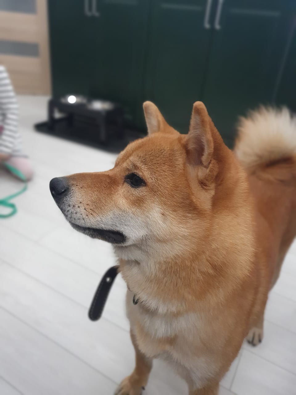 сиба питомник Рубилайт щенки на продажу rubylight  сиба щенки купить