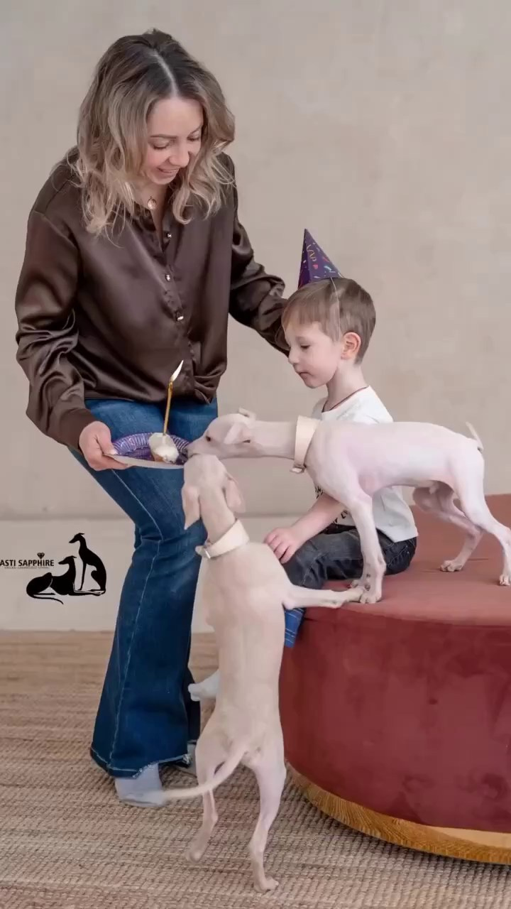 Casper boss & Clyde & Klaus. Профессиональный питомник левреток РКФ/FCI ASTI SAPPHIRE 💎 Сочи|Санкт-Петербург