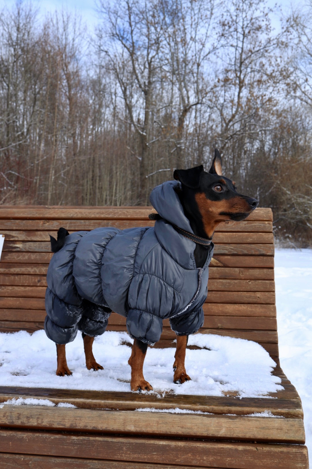Животные. Художественная фотография