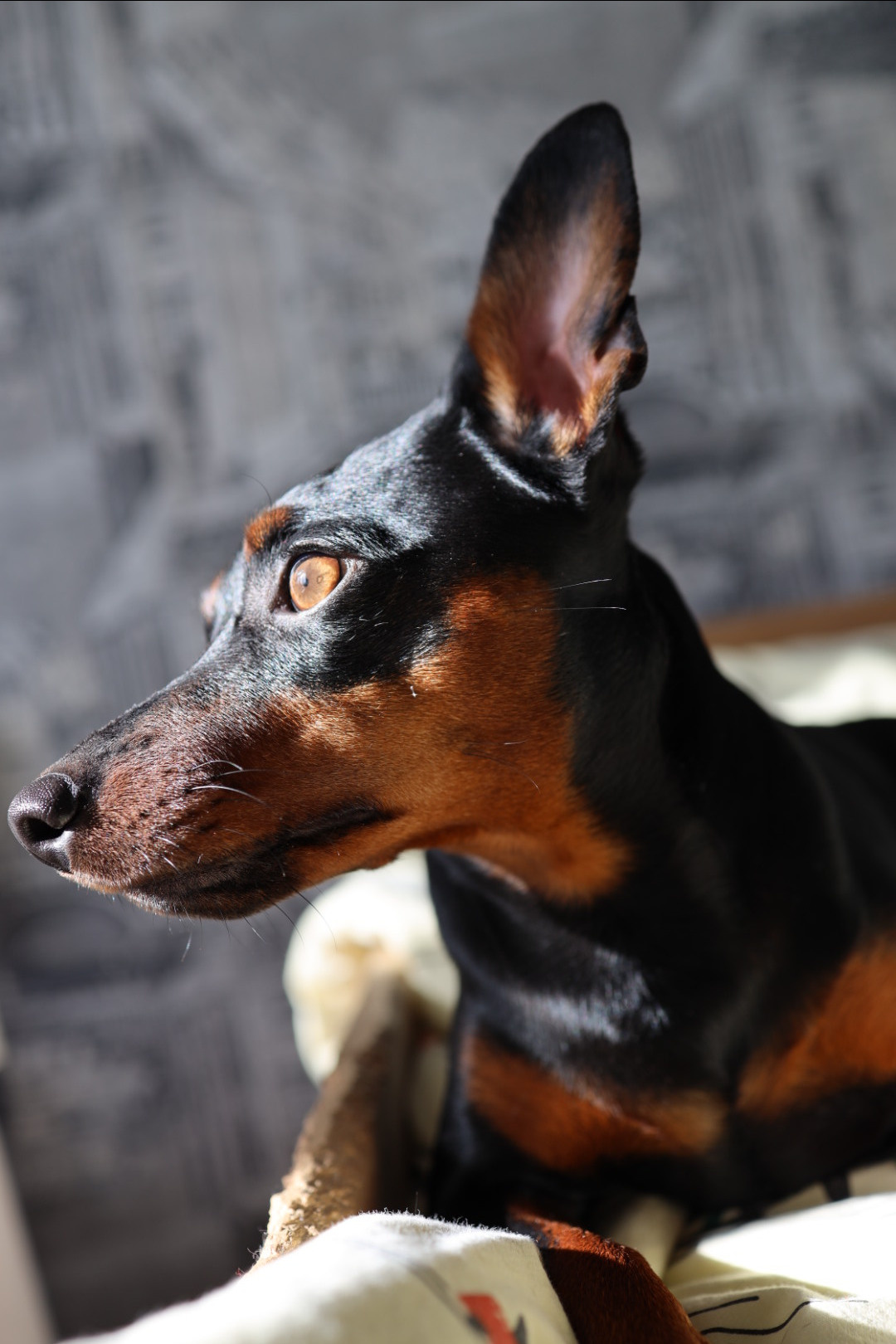 Животные. Художественная фотография