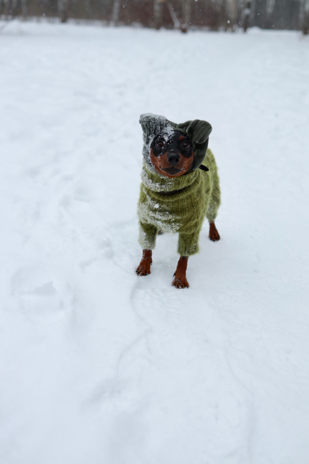 Животные. Художественная фотография