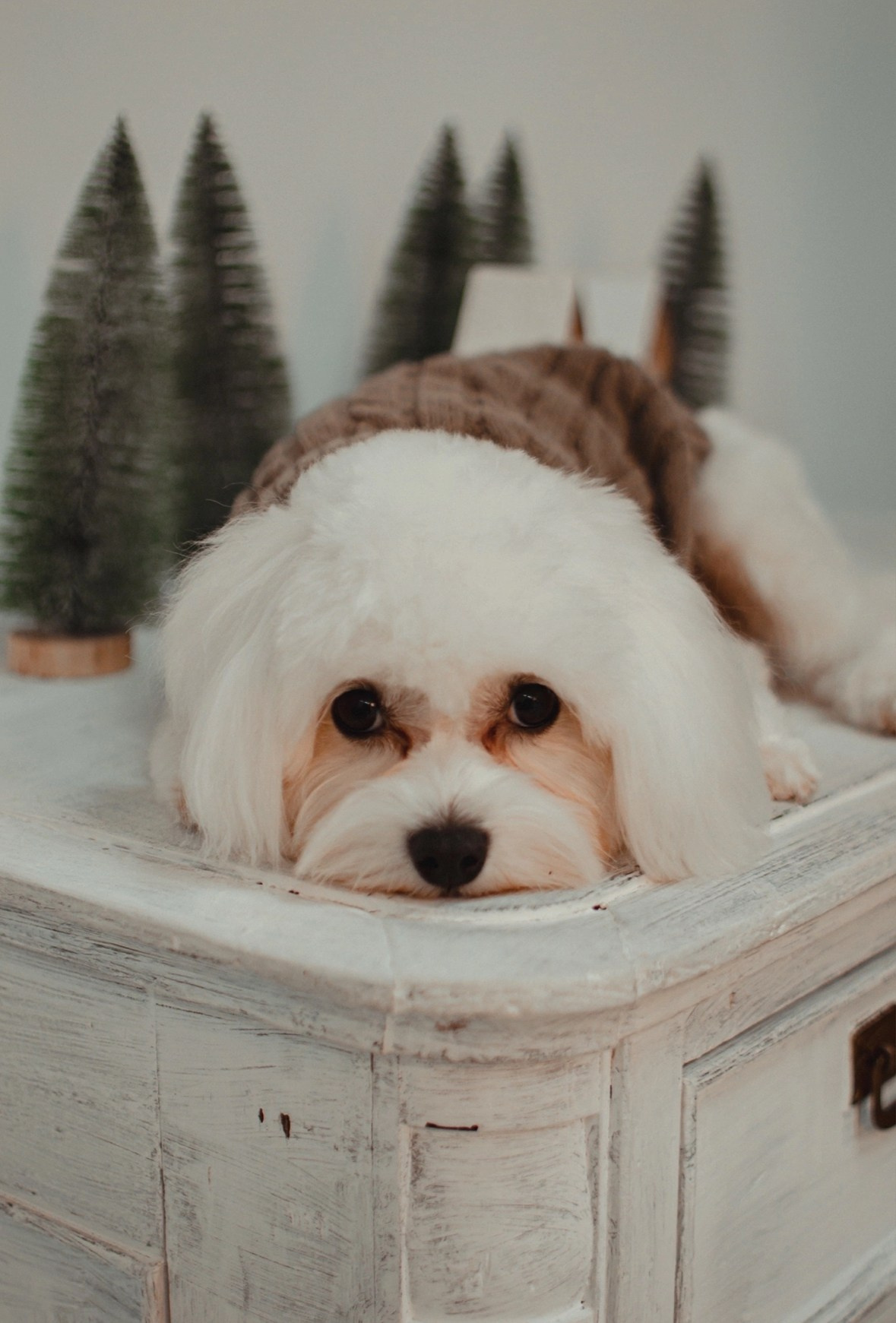 НОВОГОДНИЕ. Фотограф крещений, семейный фотограф Приходько Ксения