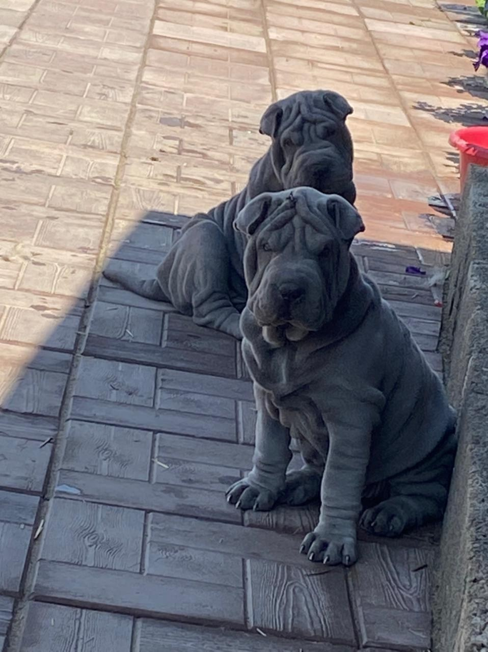 Купить Булли Магадан, Купить Американского Булли Магадан, Американский Булли Магадан, Купить щенка Булли Магадан,  Питомник Американских булли Магадан, 