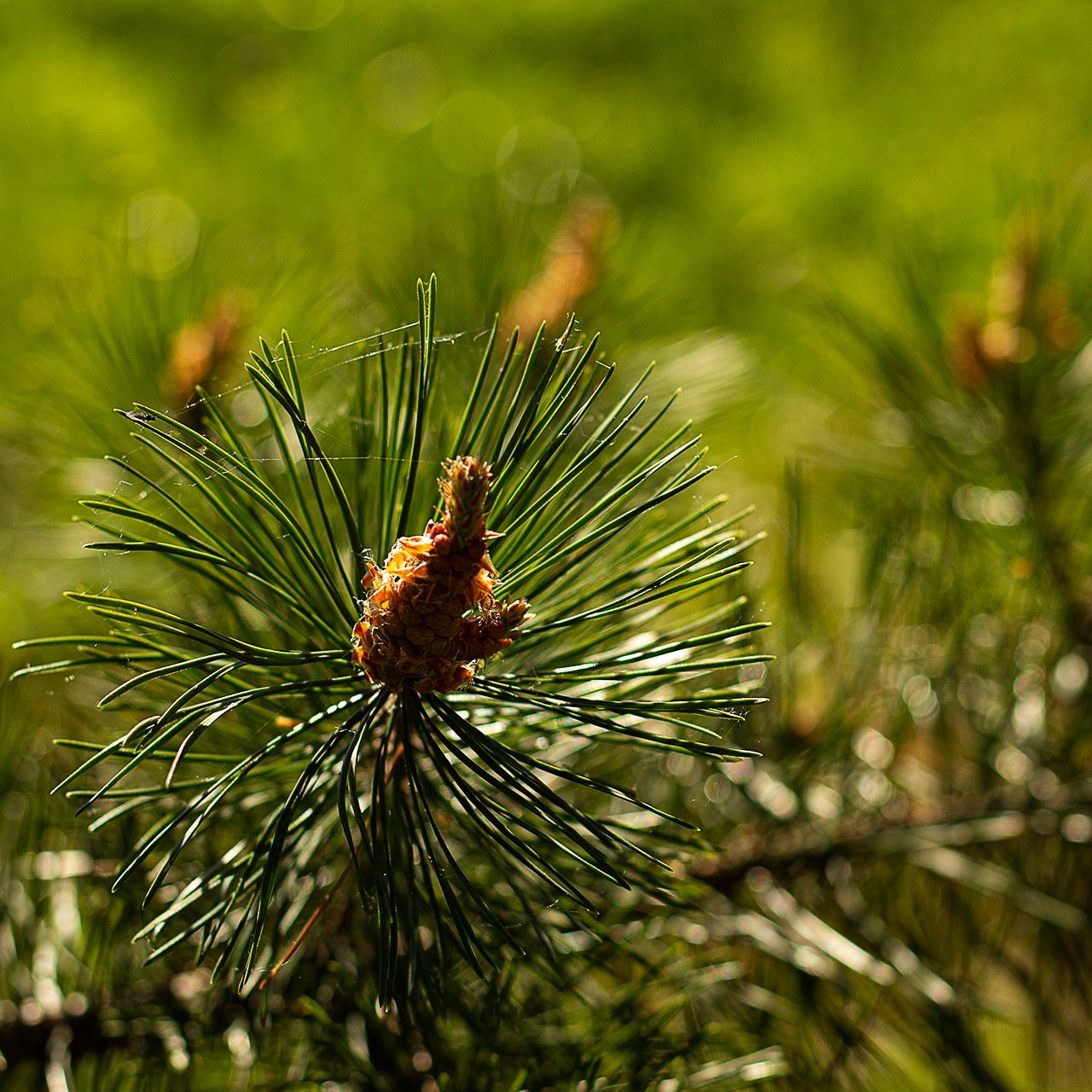 Деревья. Природа севера
