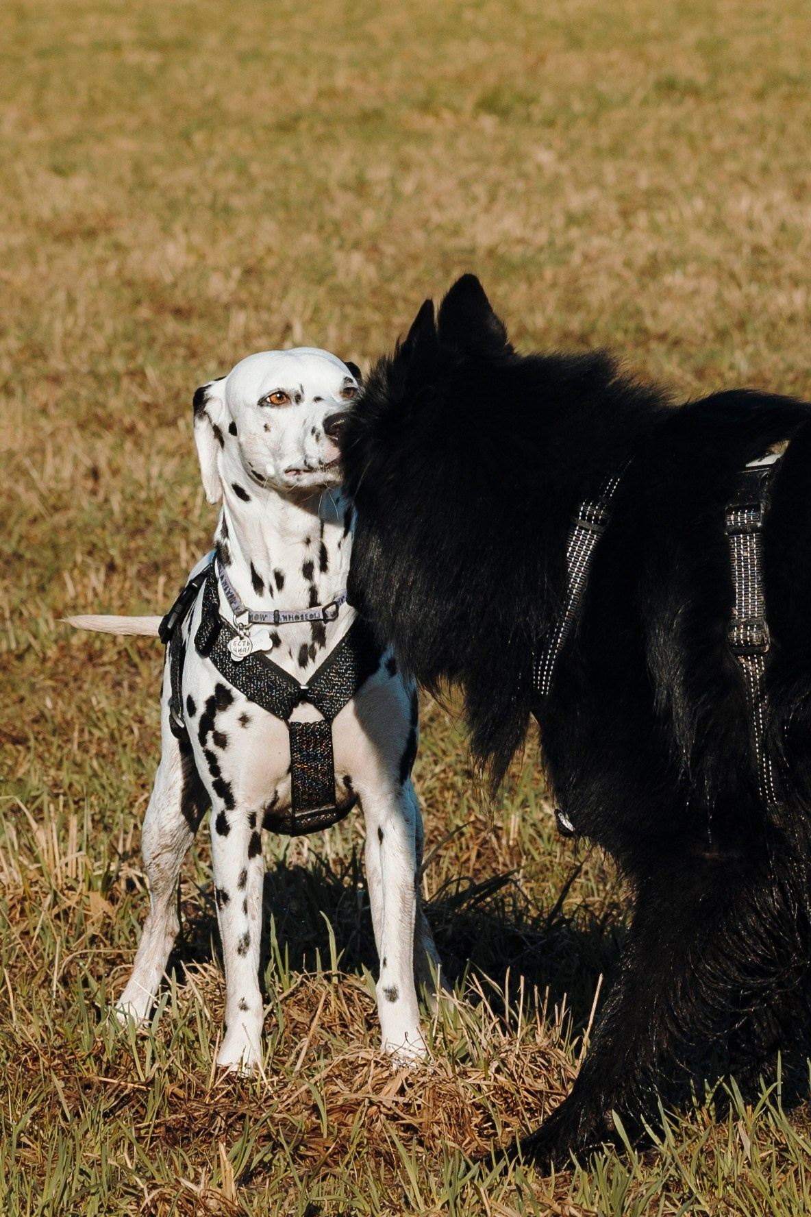 Смена в «DogCamp». Анастасия Белаш